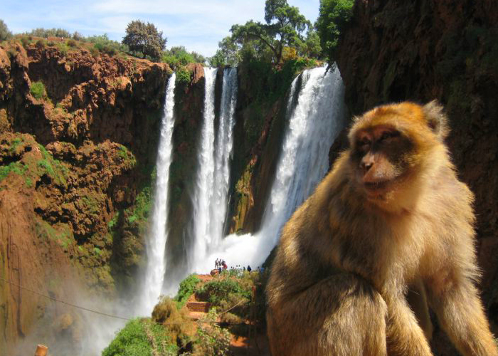 Full Day Trip to Ouzoud Waterfalls From Marrakech